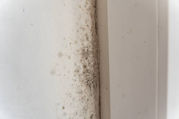 Best Air Quality Testing for Mold Spores  in USA